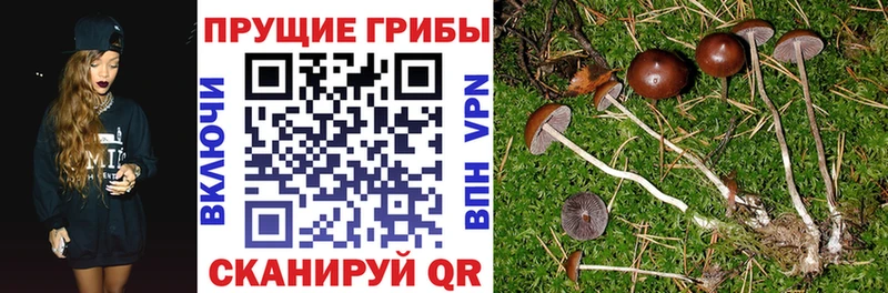 Галлюциногенные грибы Psilocybe  Купить закладки  Баксан 